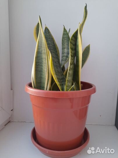 Сансевиерия с жёлтой каймой