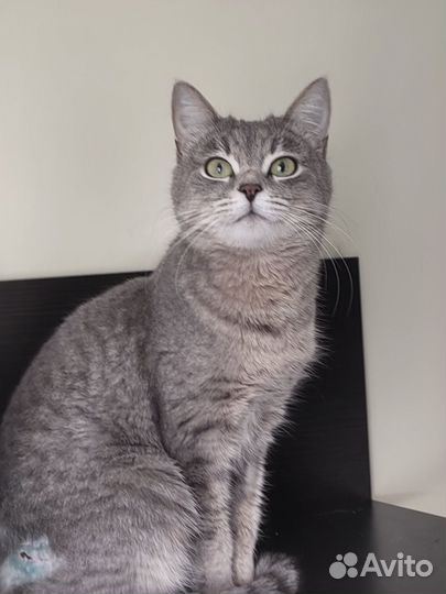Кошка