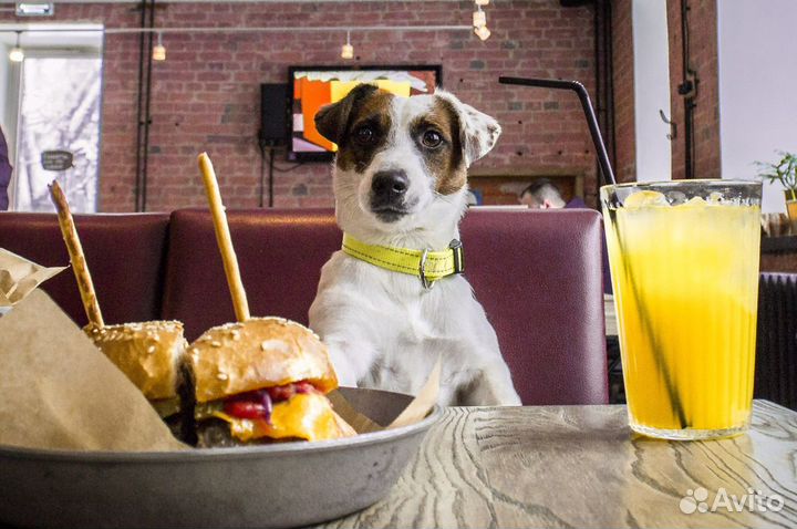 Джек Рассел терьер на вязку