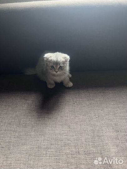 Шотландские котята