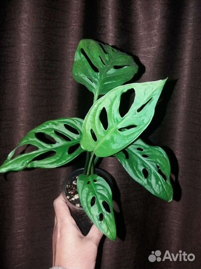 Монстера Обликва Манки Маск