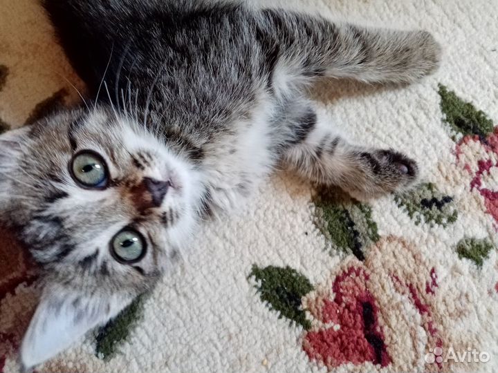 Отдаём малышку в добрые руки