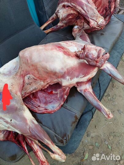 Мясо для собак