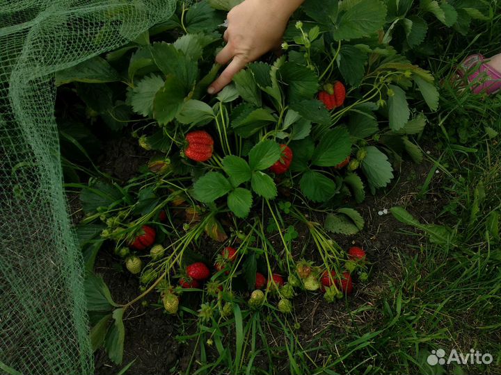 Клубника сорт Царица