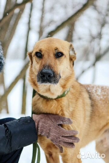 Бетхем- высокий статный червероногий друг