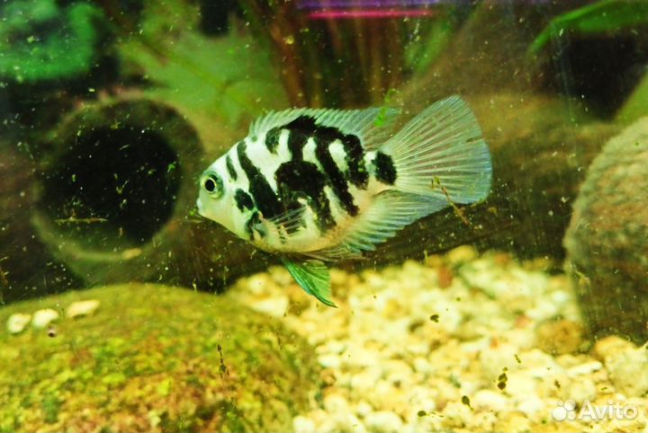 Аквариумные рыбки и растения