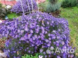 Астры новобельгийские (кустарниковые, осенние)