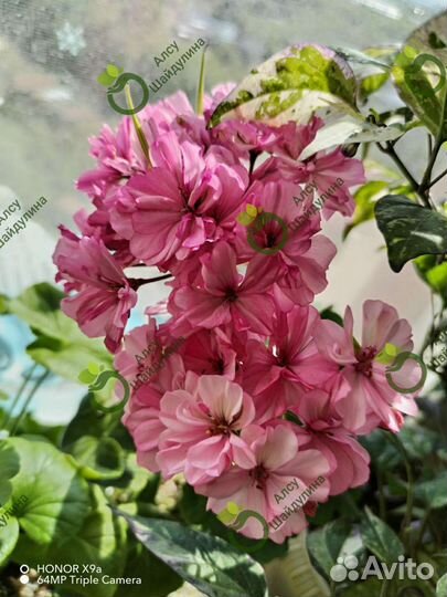 Пеларгония герань срез, укорененные