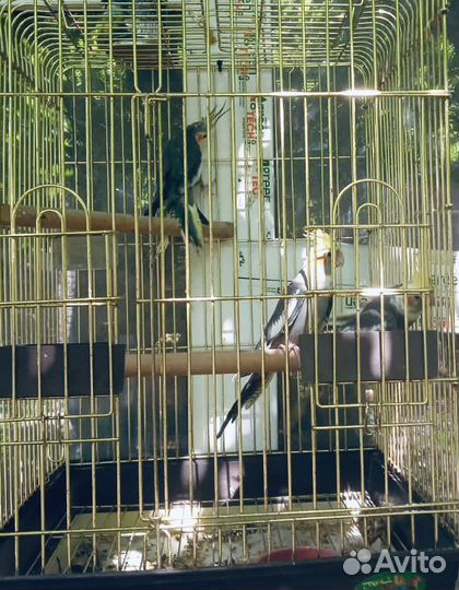 Попугай Корелла