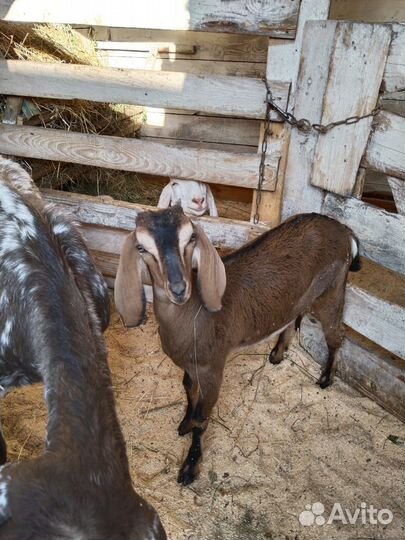 Козлята и бычек