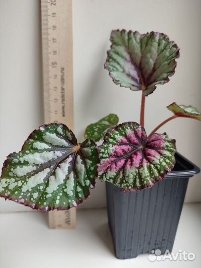 Детки бегоний MerryChristmas, BlackVelvet,тигровой