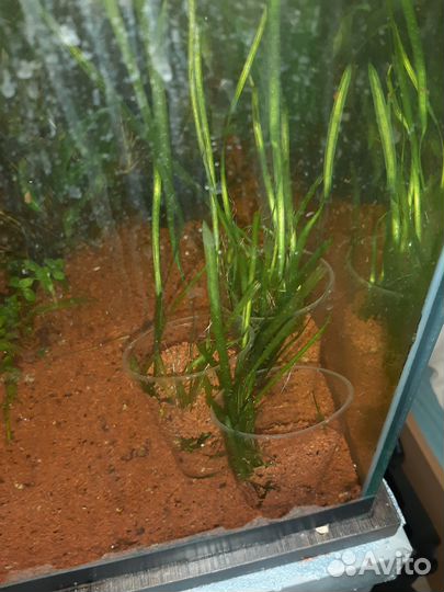 Аквариумные растения прополка