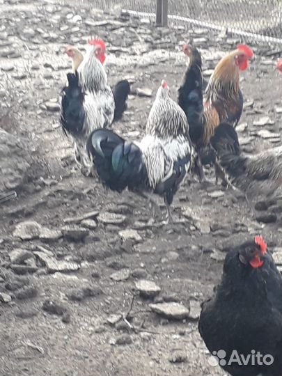 Куры Бентамки