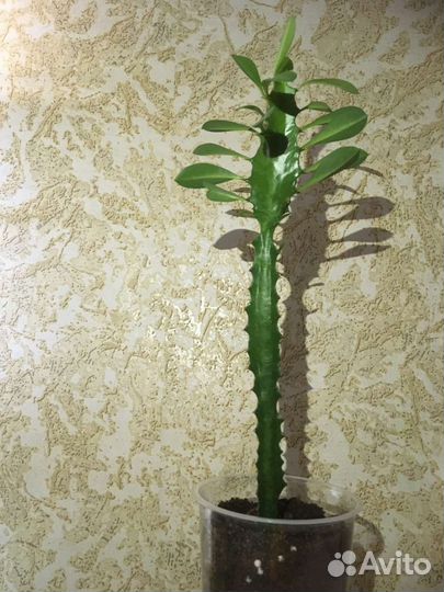 Цветы комнатные