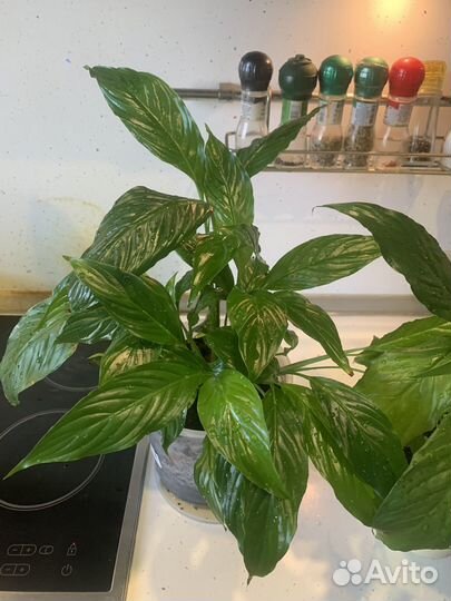 Спатифиллум