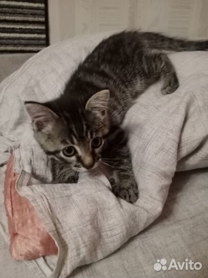 Котёнок 4 мес