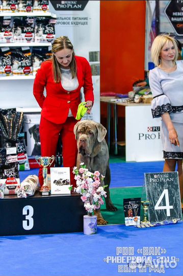 Хендлер. Показ собак на выставках)