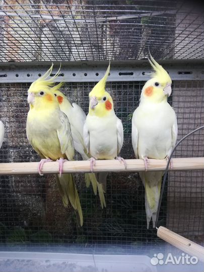 Попугай корелла, птенцы, клетка