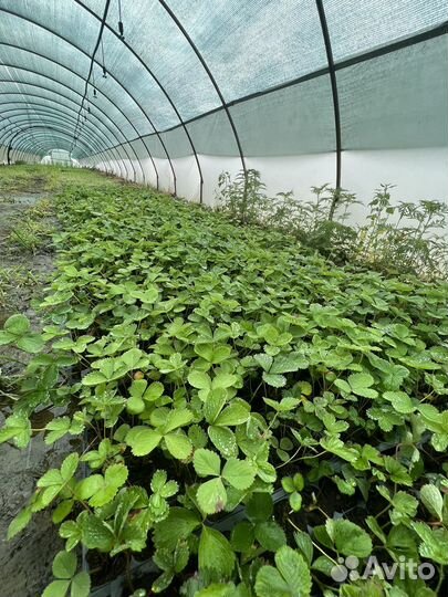 Рассада клубники