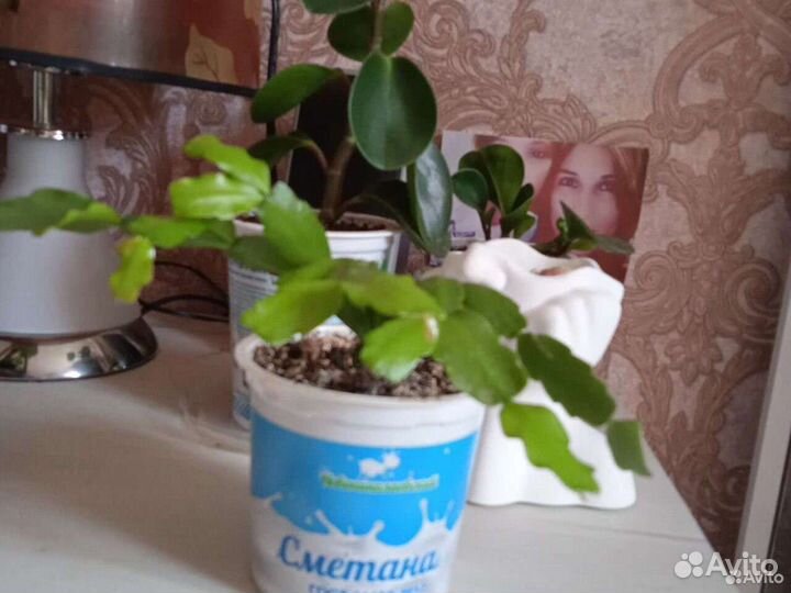 Декабрист. Спатифиллум. Аморфофаллус. Герань
