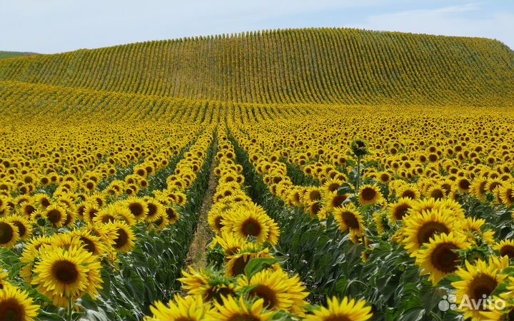 Семена гибридов подсолнечника Экспресс Евролайтинг