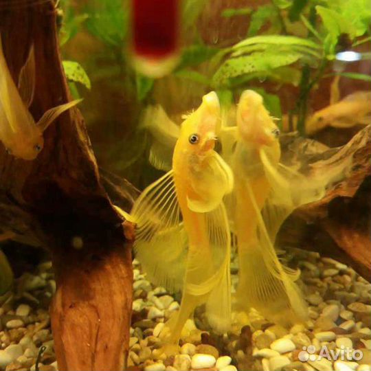 Анциструс L144, L 397, L181