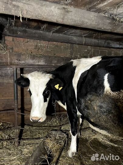 Коровы стельные дойные