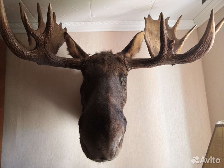 Чучело лося