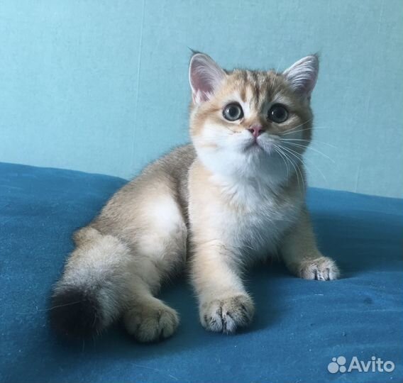 Британские котята