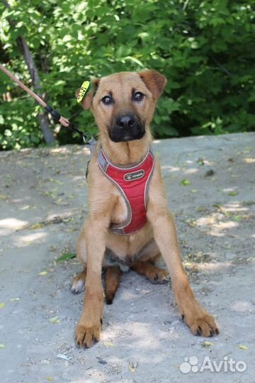 Щенок Рой ищет дом