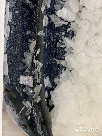 Рыба семга охл