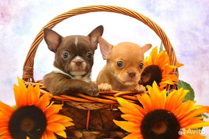 Чихуахуа, мальчики