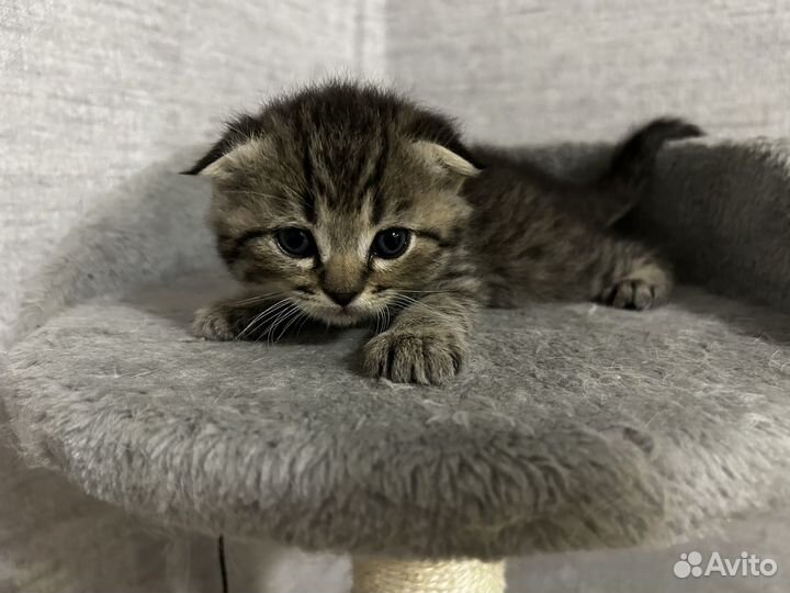 Шотландские вислоухие котята