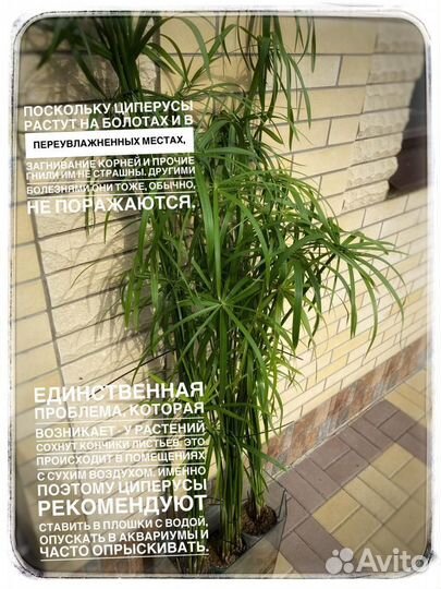 Циперус папирус