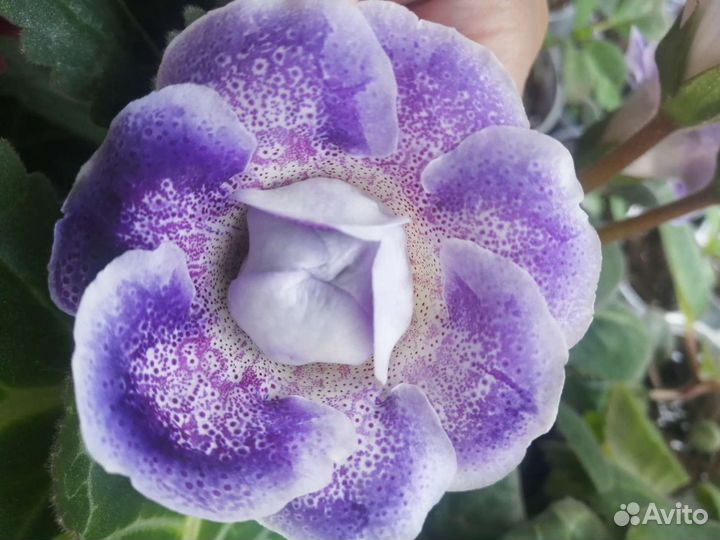 Семена глоксиний