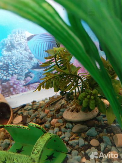 Аквариум с рыбками