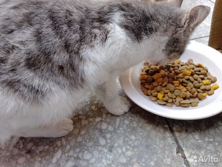 Котенок в добрые руки