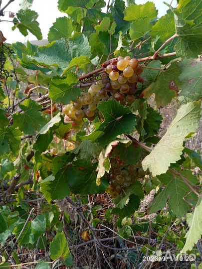 Продукты питания