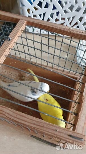 Волнистый попугай