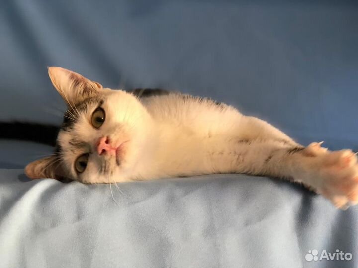 Котёнок Мурзик