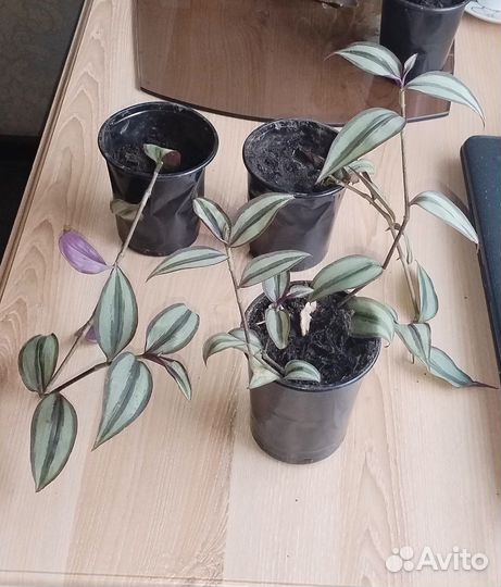 Традесканция