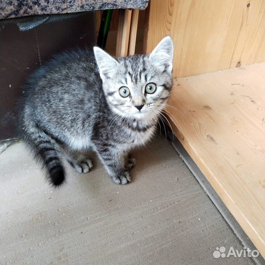 Очаровательные котята