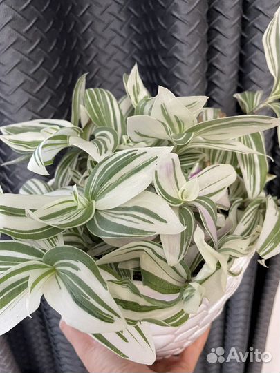 Традесканция