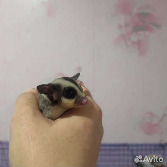Белка