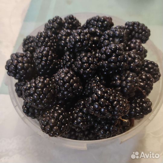 Саженцы ежевики. Лох тей. Натчез. Карака блек