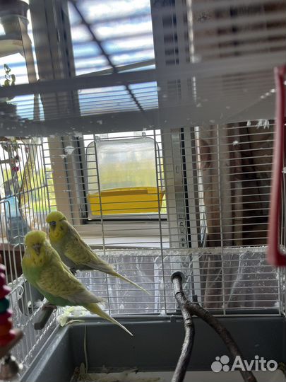 Попугай неразлучники ручные