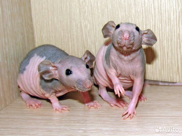 Крысы сфинксы