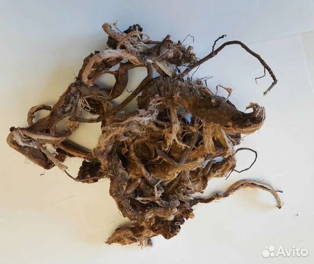 Красный корень копеечник