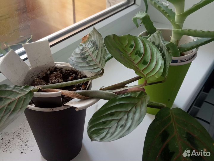 Белая и синяя фиалка и другие цветы