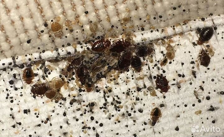 Уничтожение обработка клопов тараканов Дезинфекция